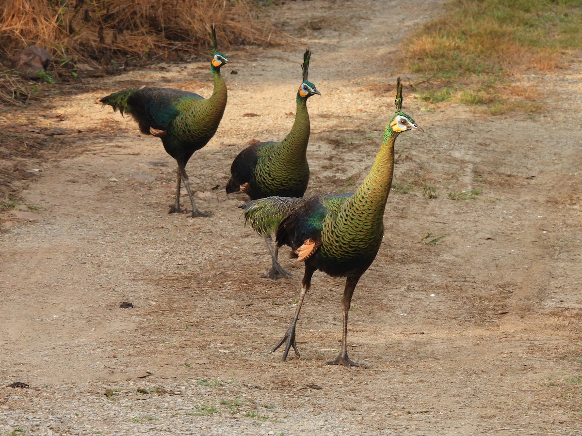 Зелёный павлин - ML646678712