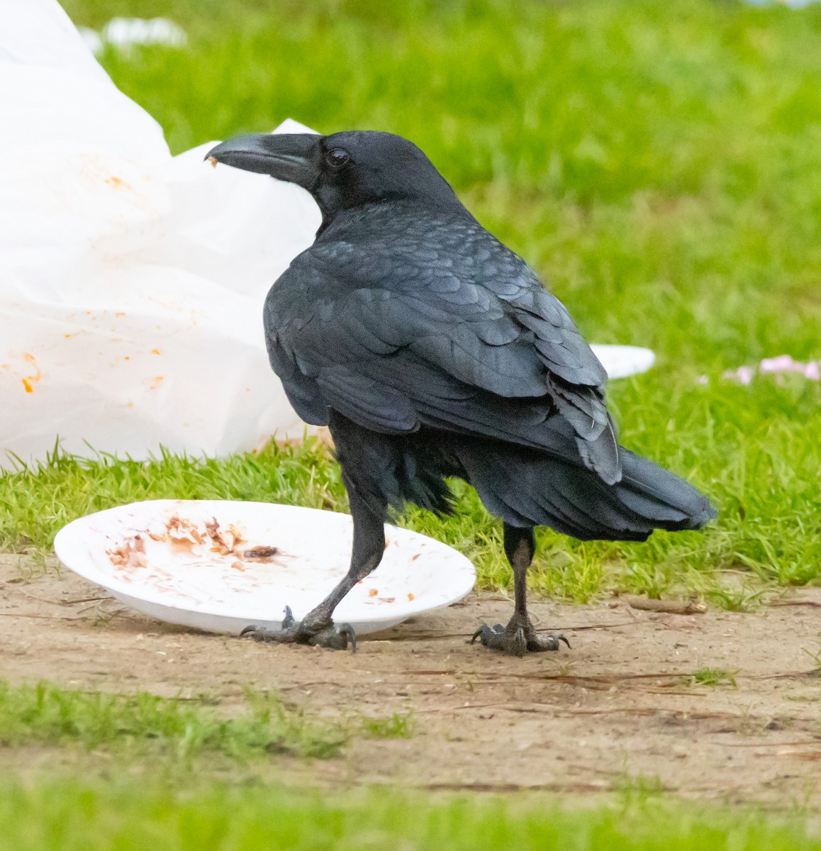 Ворон - ML646678713