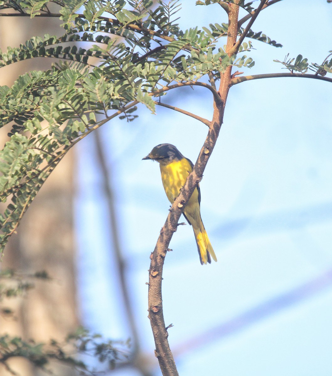 Orange Minivet - ML646678714
