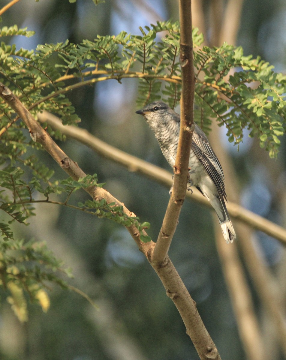 Black-headed Cuckooshrike - ML646678716