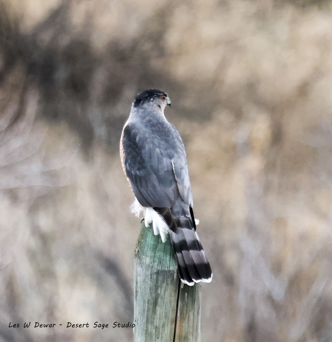 Куперов ястреб - ML646678717