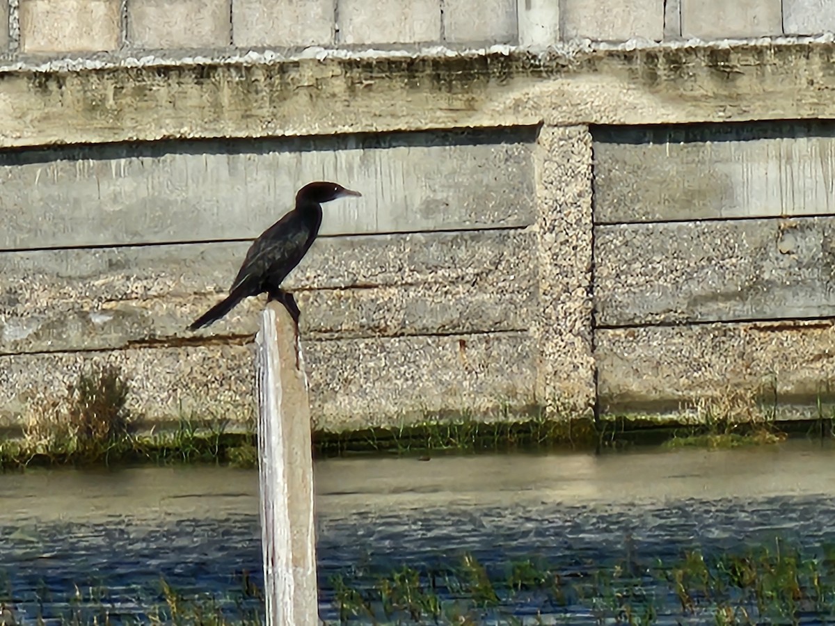 Little Cormorant - ML646678718
