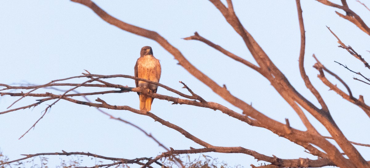 Краснохвостый канюк - ML646678719