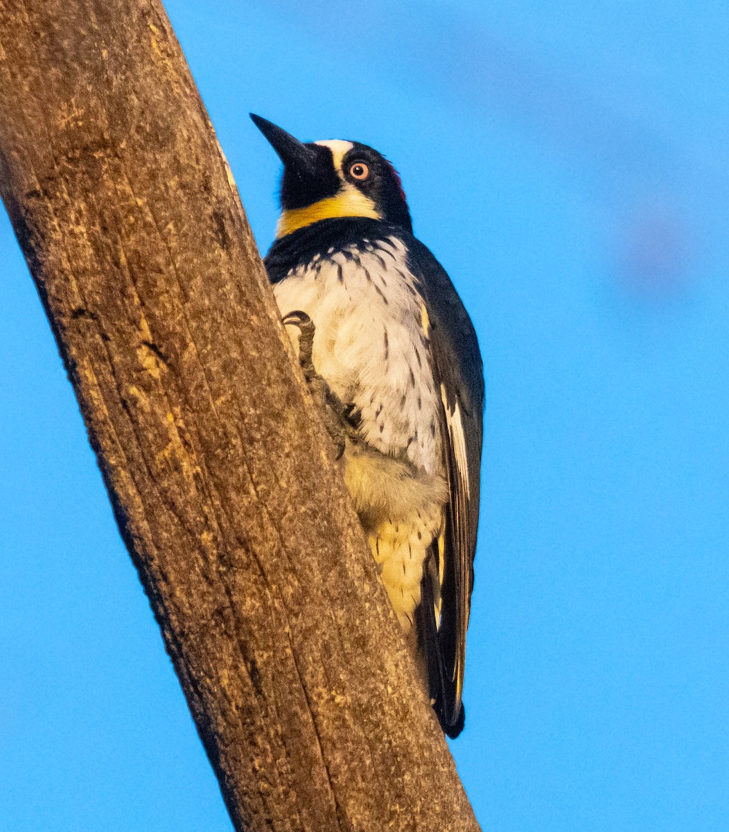 Желудёвый дятел - ML646678721