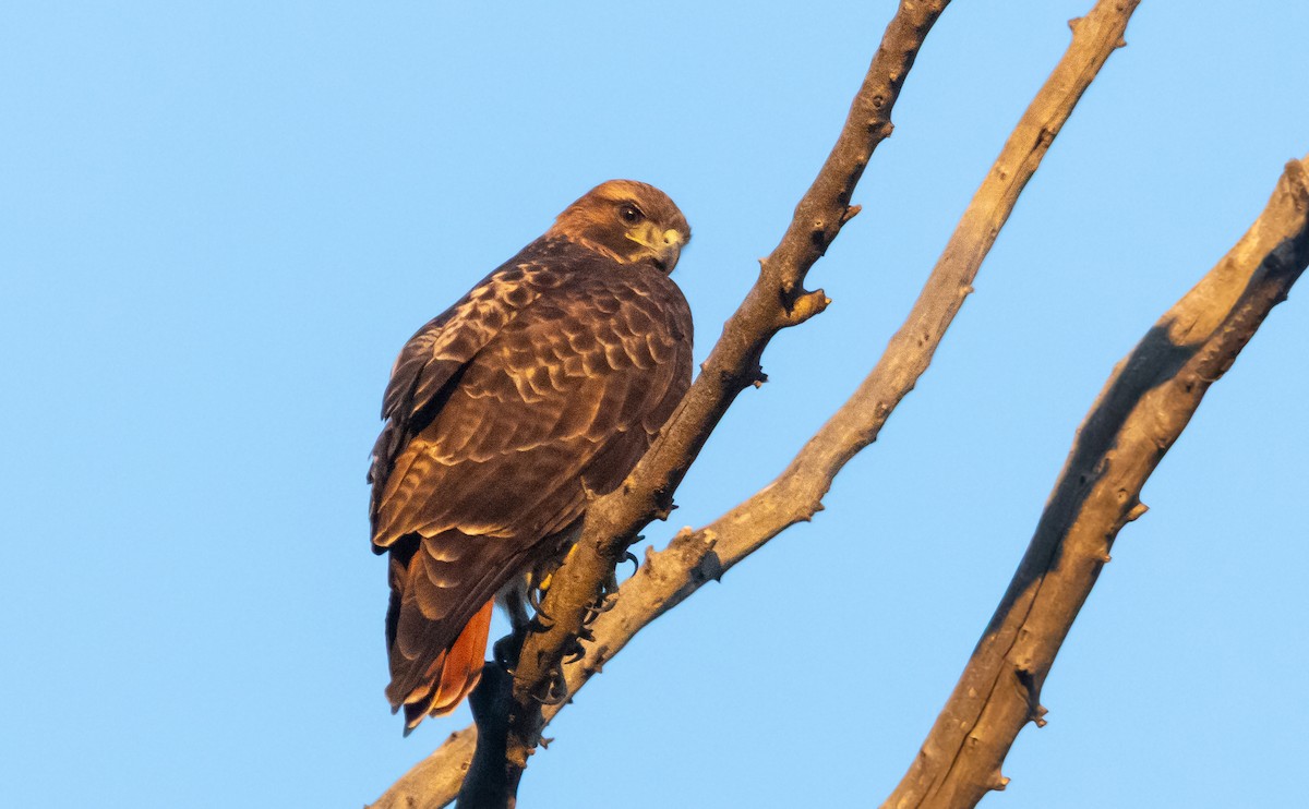 rødstjertvåk - ML646678723