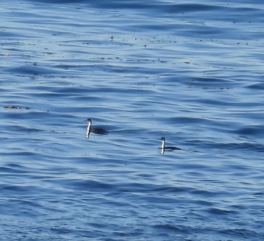 Murgil mendebaldarra - ML646678724