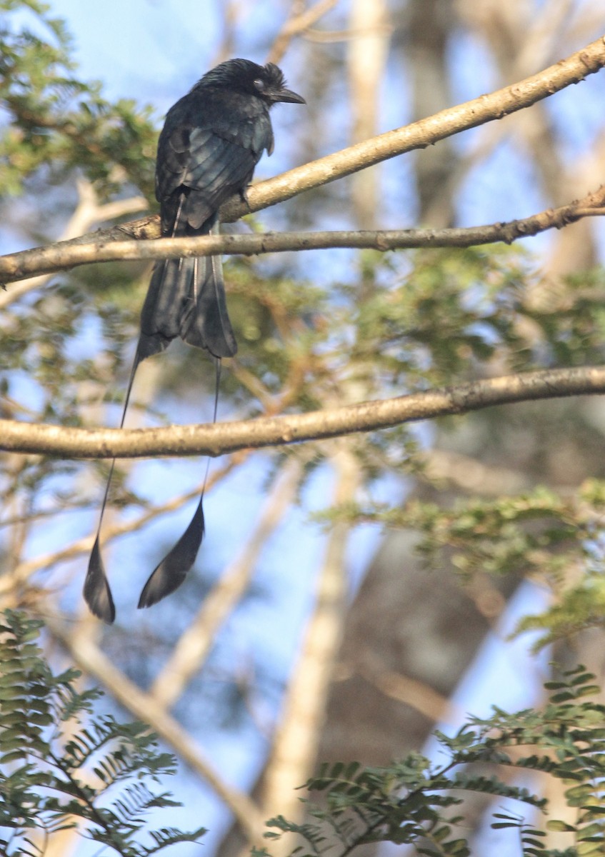 Greater Racket-tailed Drongo - ML646678725