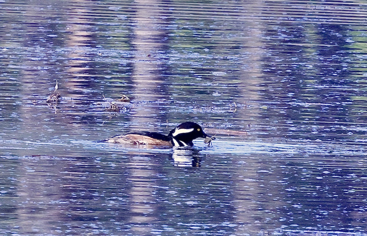 Hooded Merganser - ML646678726