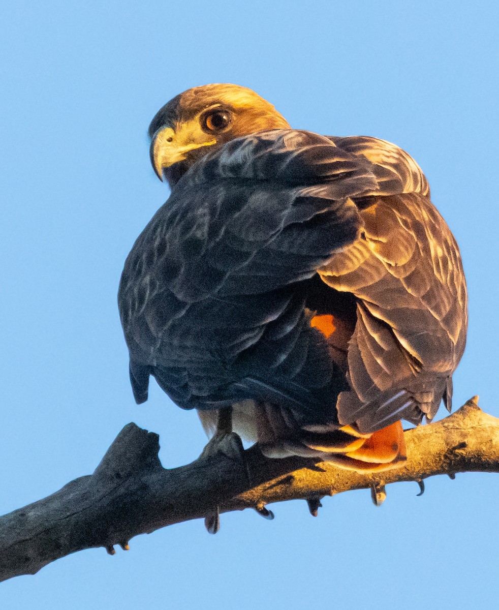 rødstjertvåk - ML646678727