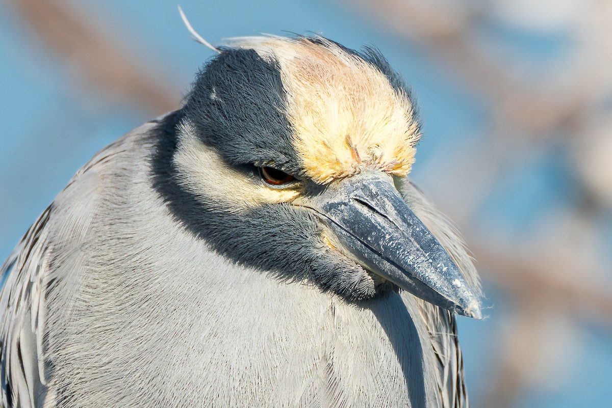 Yellow-crowned Night Heron - ML646678728