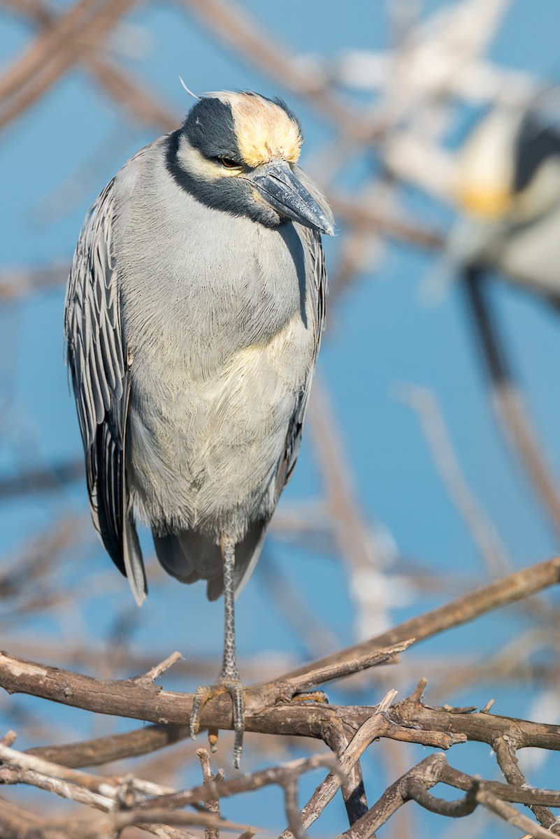 Yellow-crowned Night Heron - ML646678729