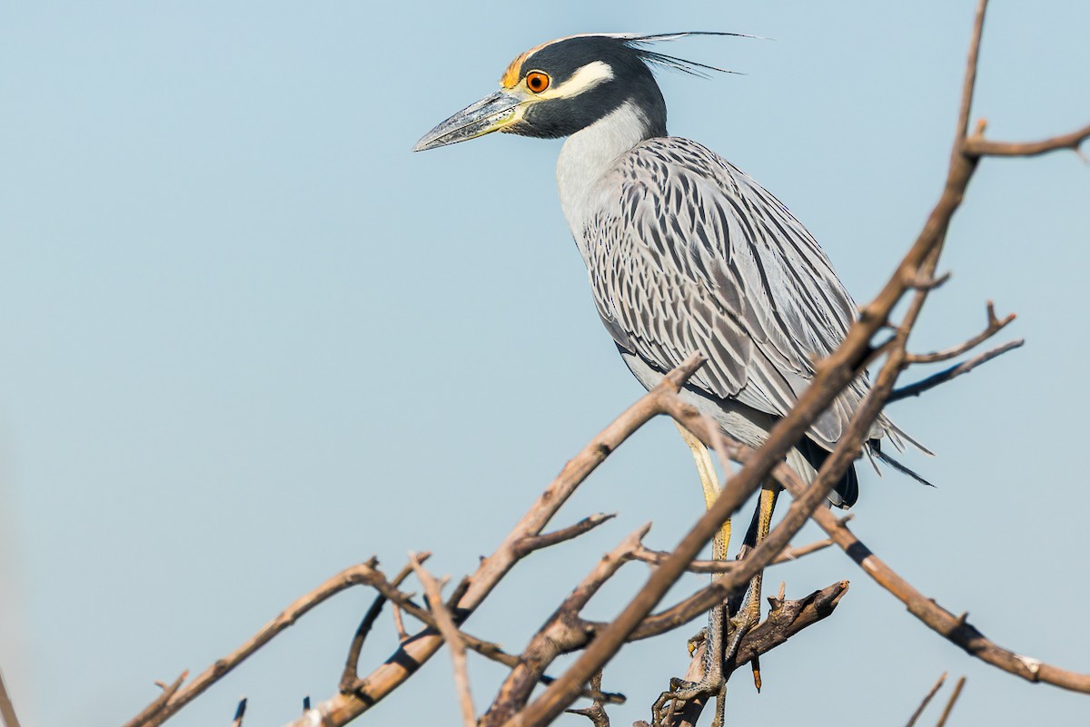 Yellow-crowned Night Heron - ML646678730