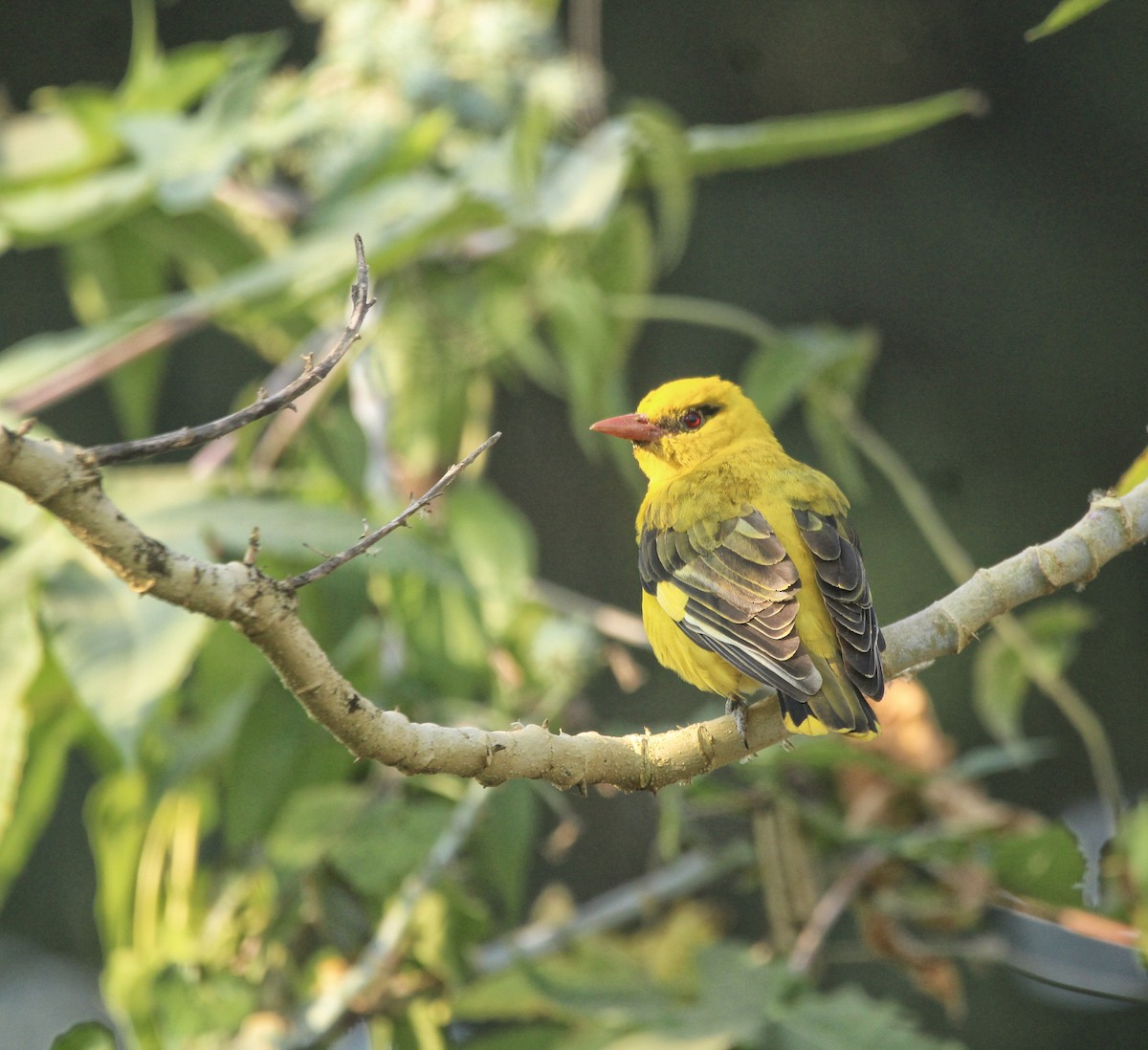 Indian Golden Oriole - ML646678731