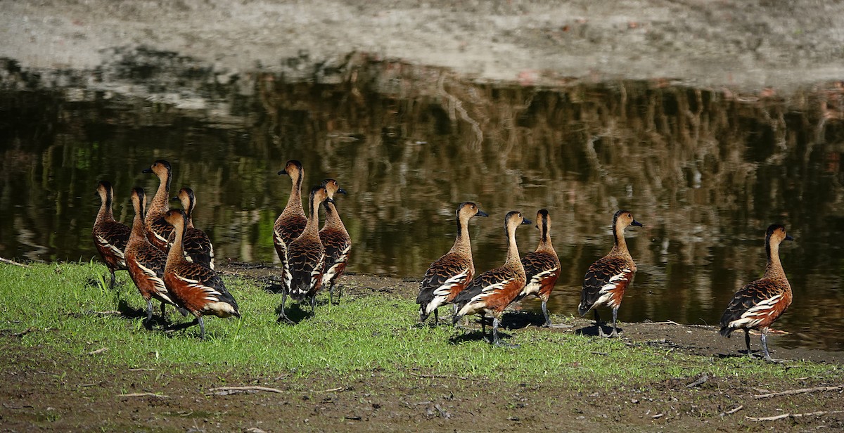 Wanderpfeifgans - ML646678733