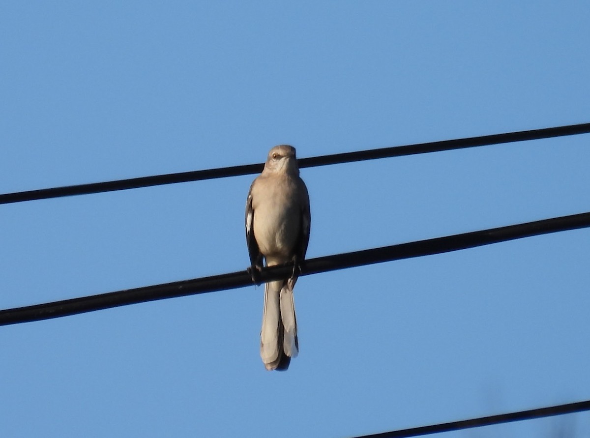 Northern Mockingbird - ML646678734