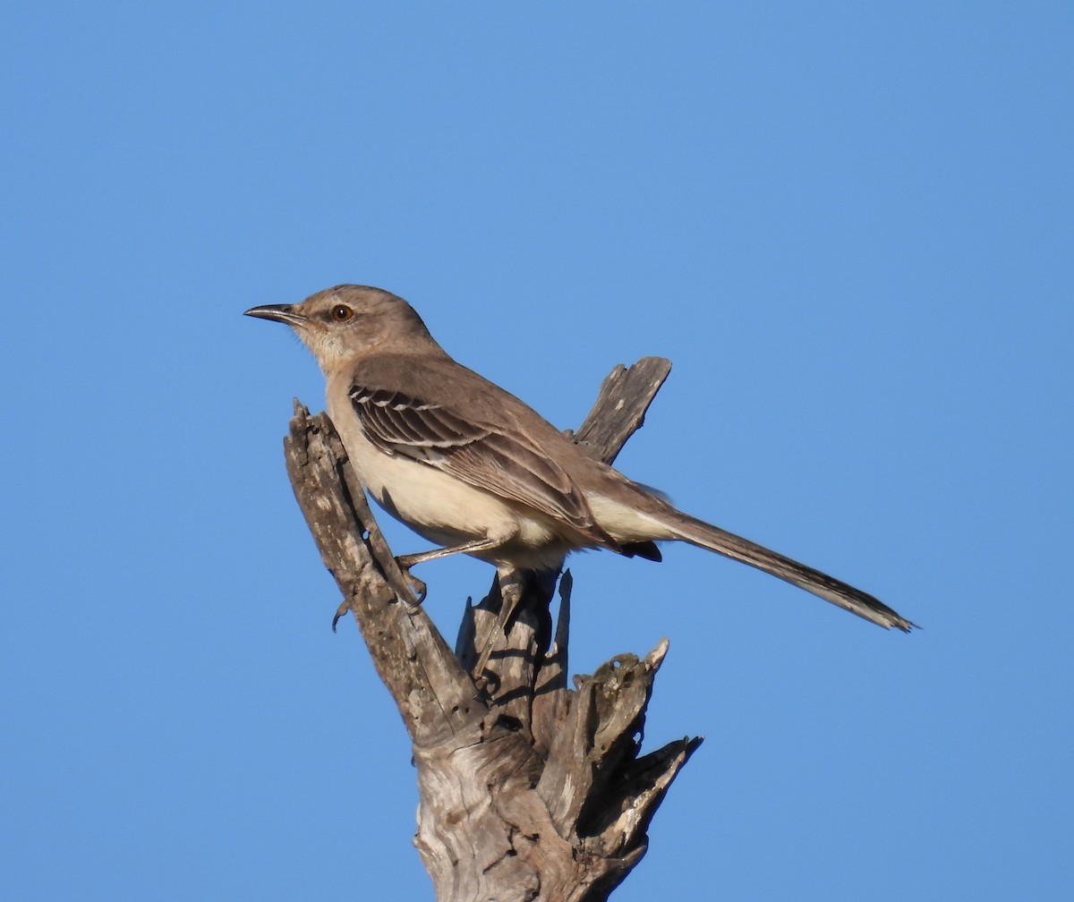 Northern Mockingbird - ML646678735