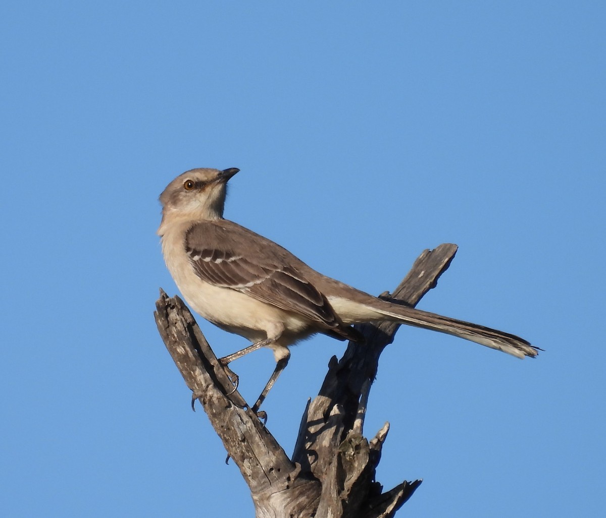 Northern Mockingbird - ML646678736