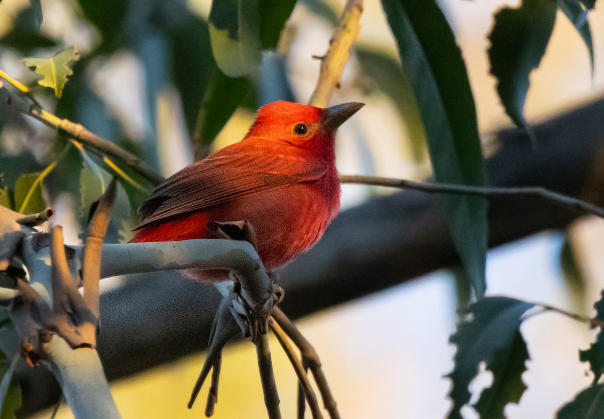 sommerpiranga - ML646678737