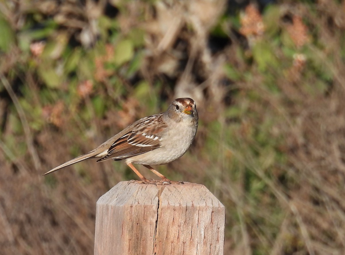 White-crowned Sparrow - ML646678739
