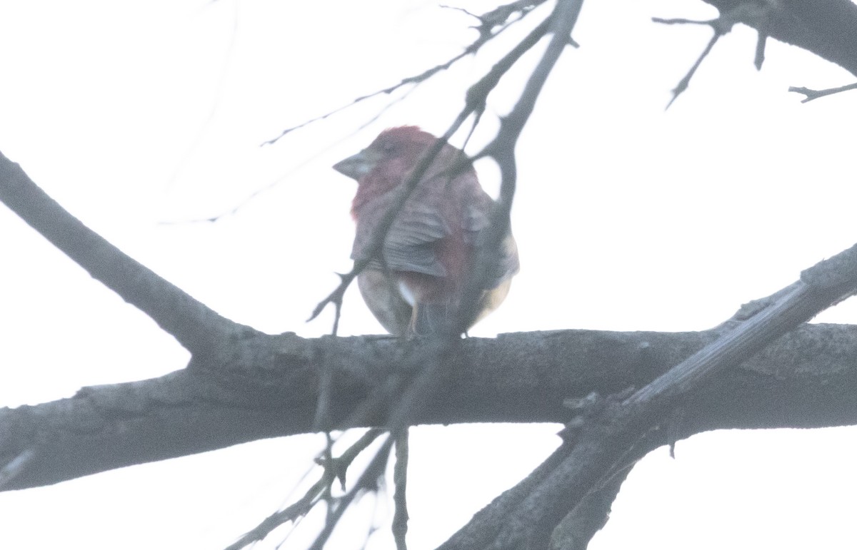 purpurfink - ML646678741