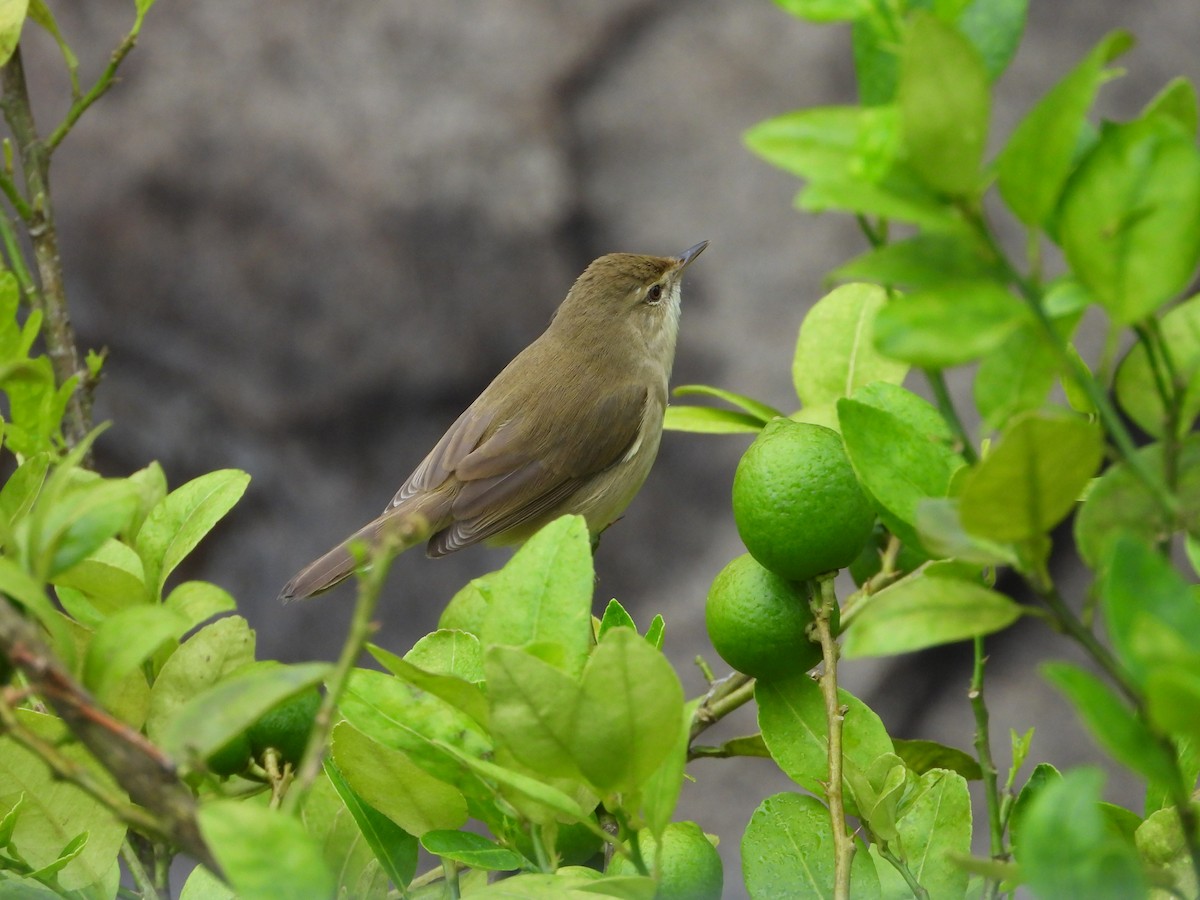 Очеретянка садова - ML646678744
