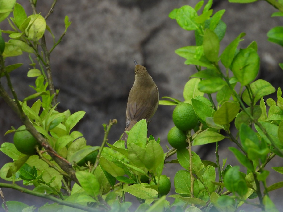 Очеретянка садова - ML646678745