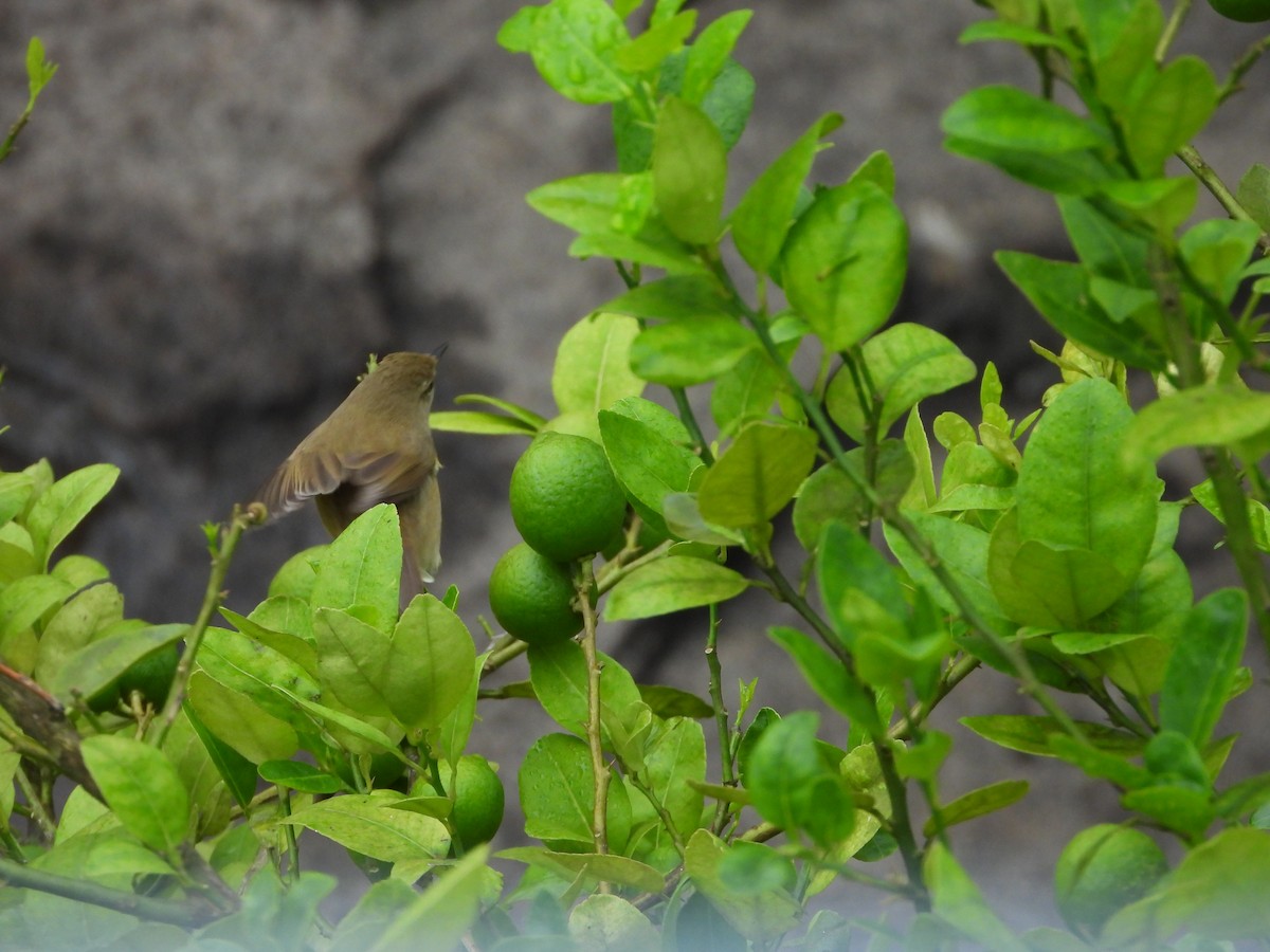 Очеретянка садова - ML646678746