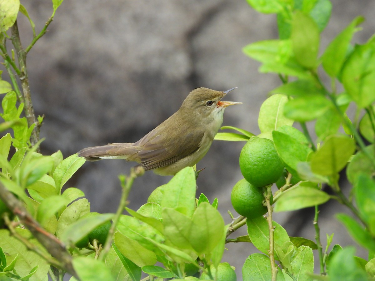 Очеретянка садова - ML646678747
