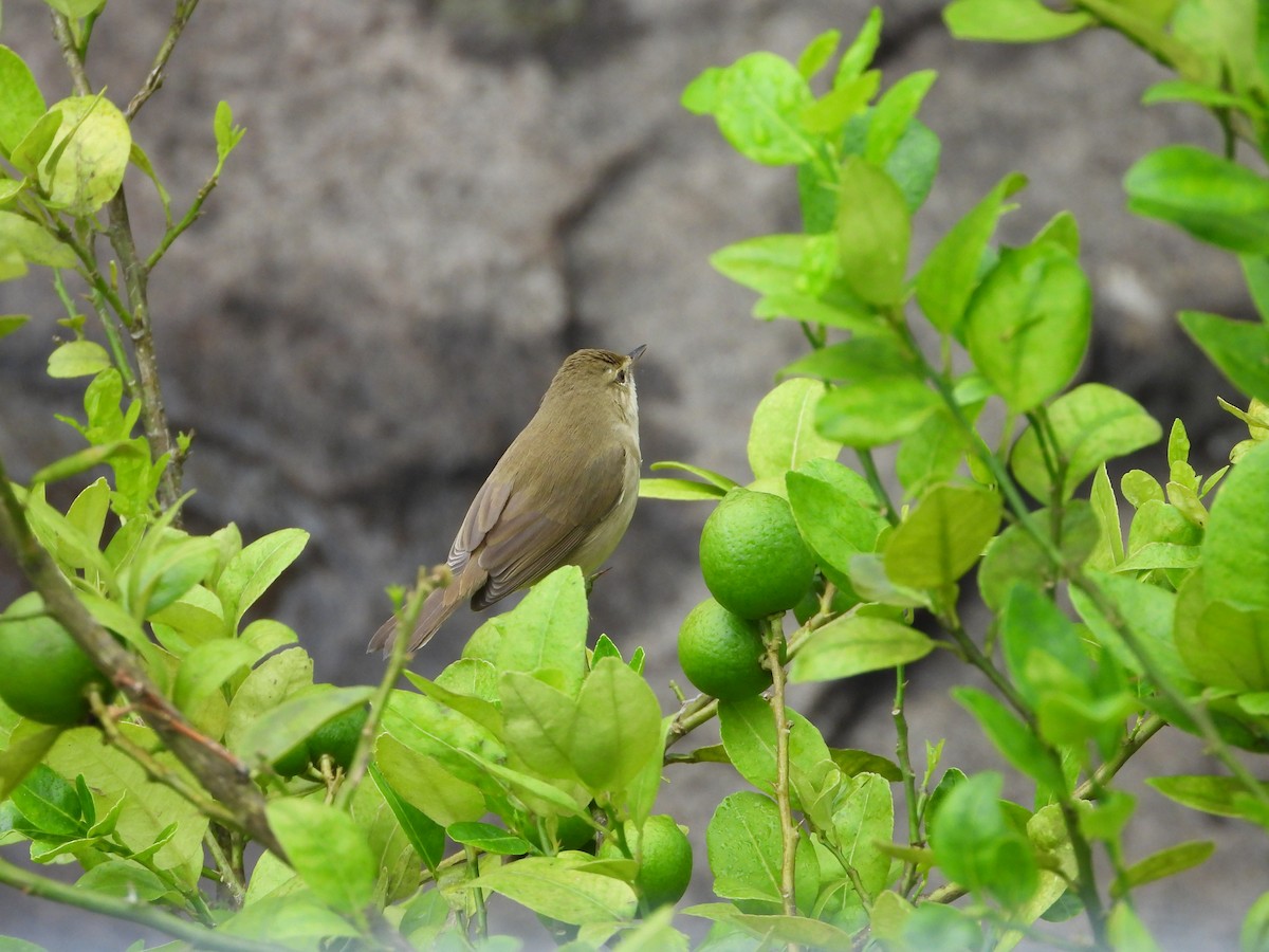 Очеретянка садова - ML646678748