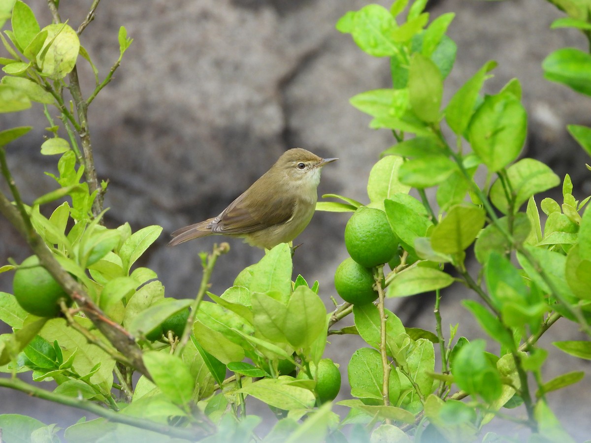 Очеретянка садова - ML646678749