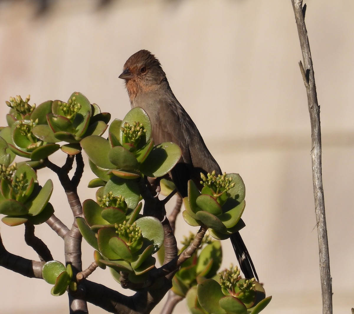 California Towhee - ML646678751