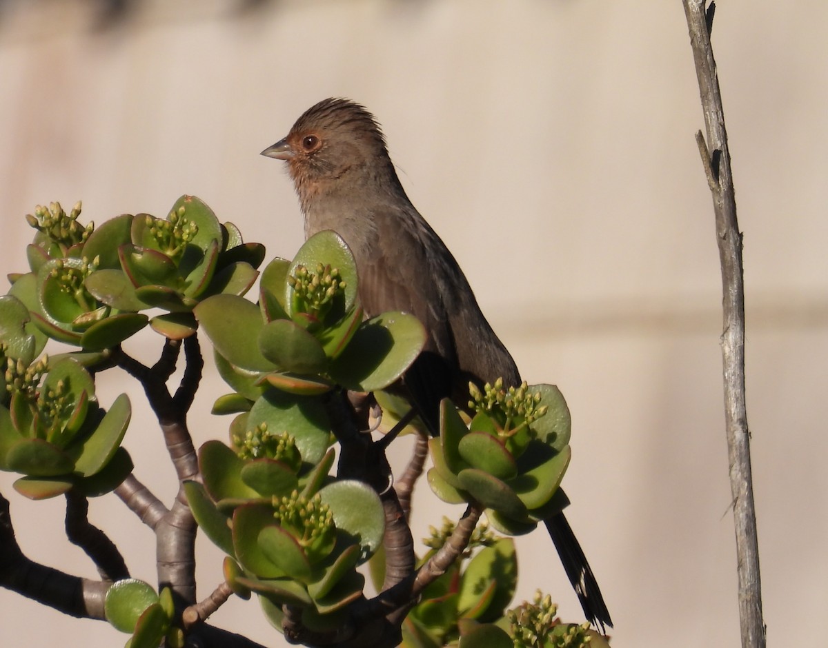 California Towhee - ML646678752