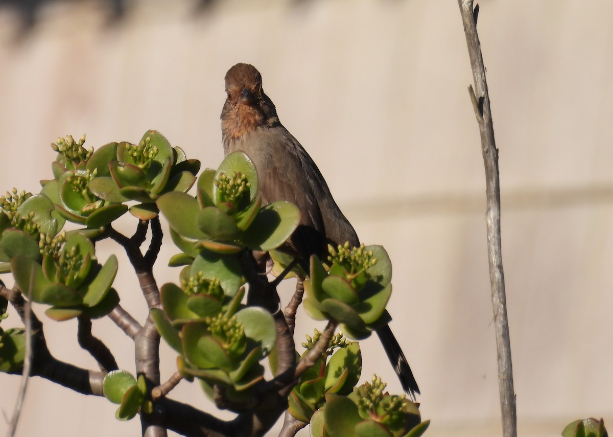 California Towhee - ML646678753