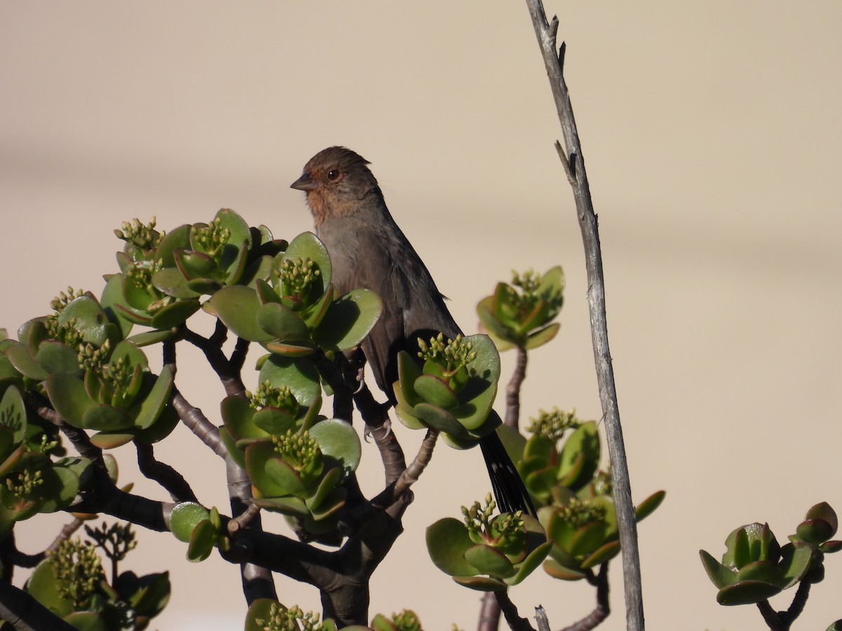 California Towhee - ML646678754