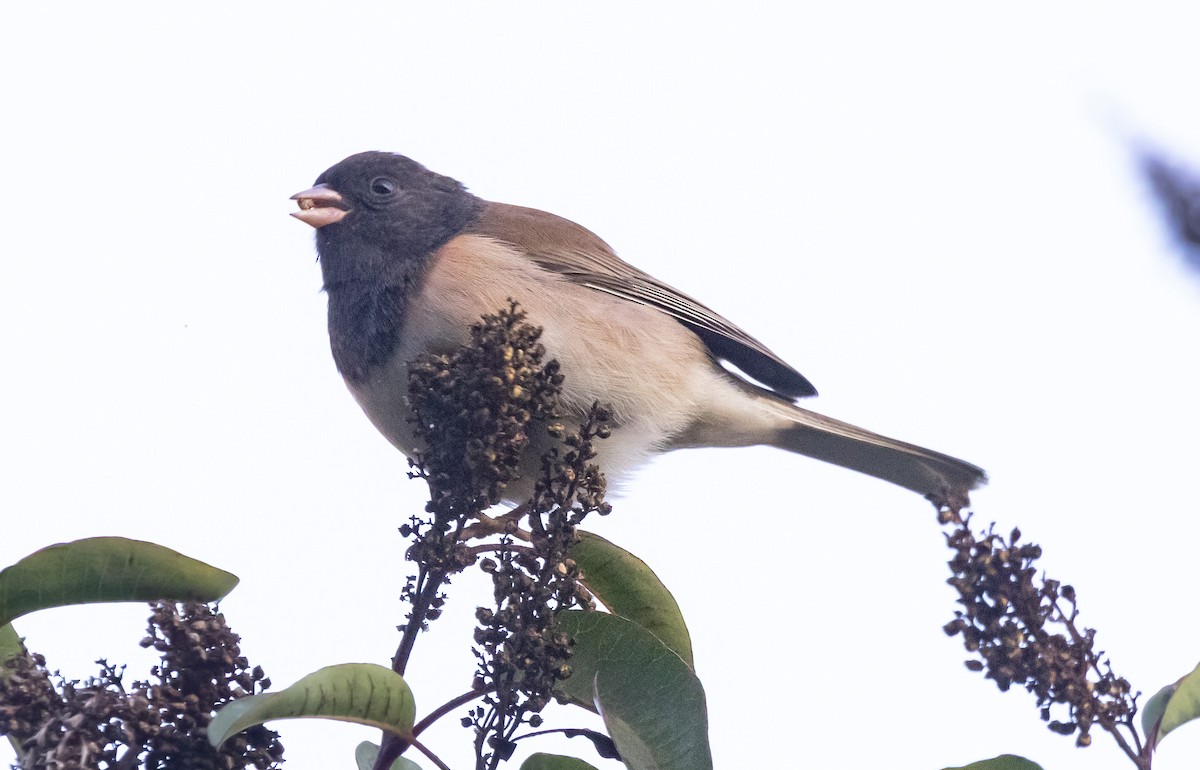 vinterjunko - ML646678755