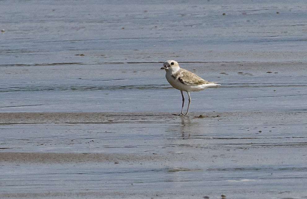 カオジロシロチドリ - ML646678761