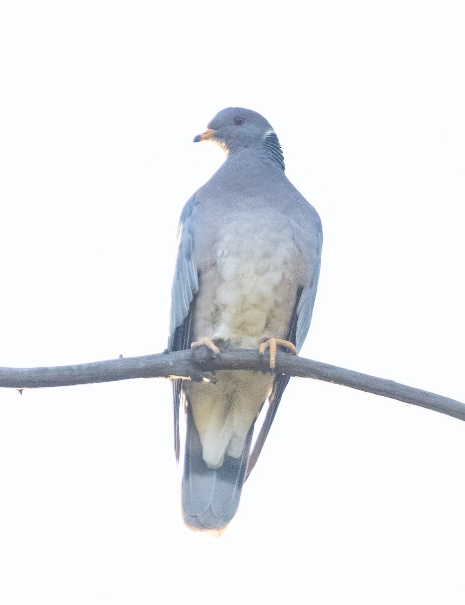 bånddue - ML646678763