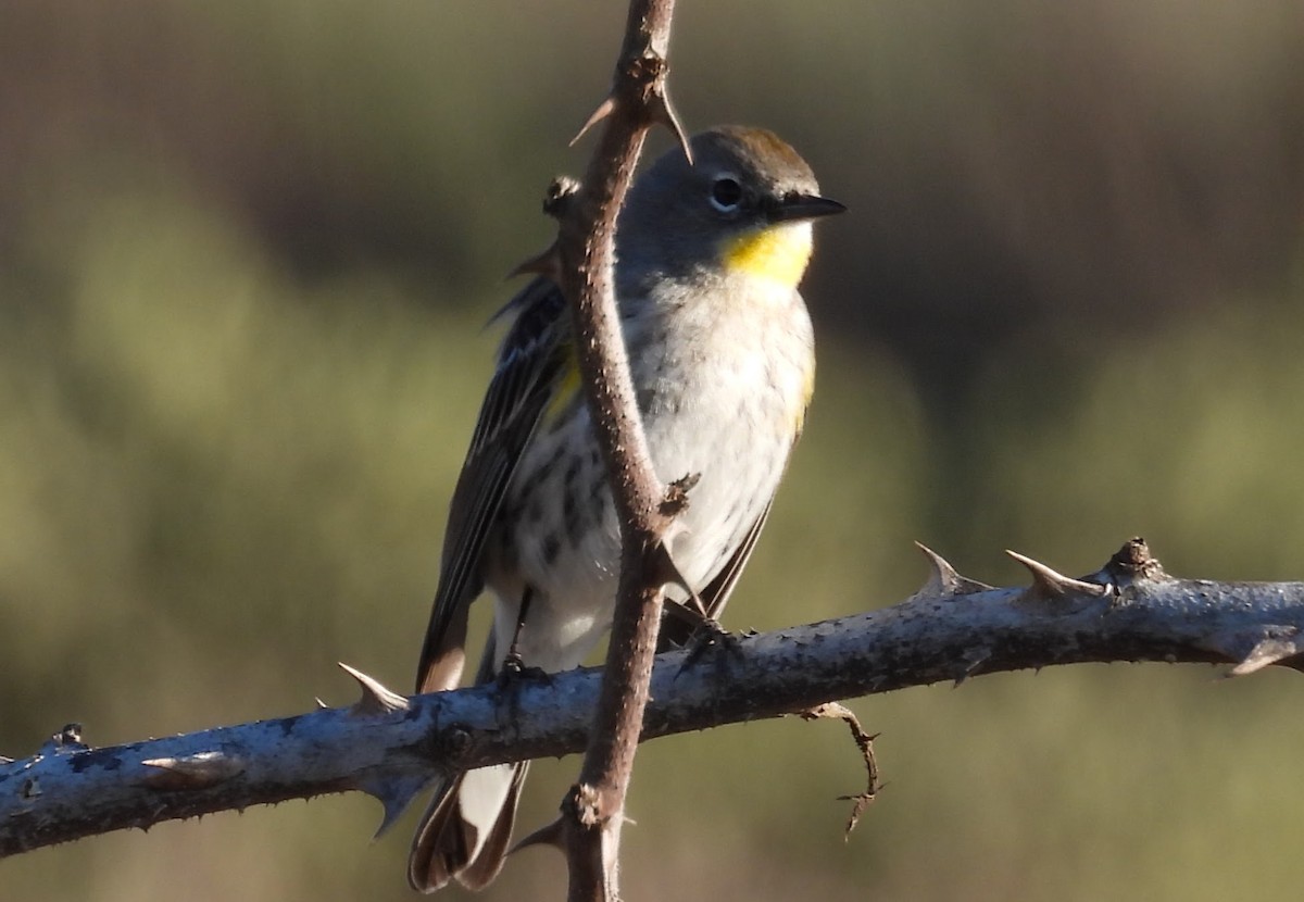Yellow-rumped Warbler - ML646678764