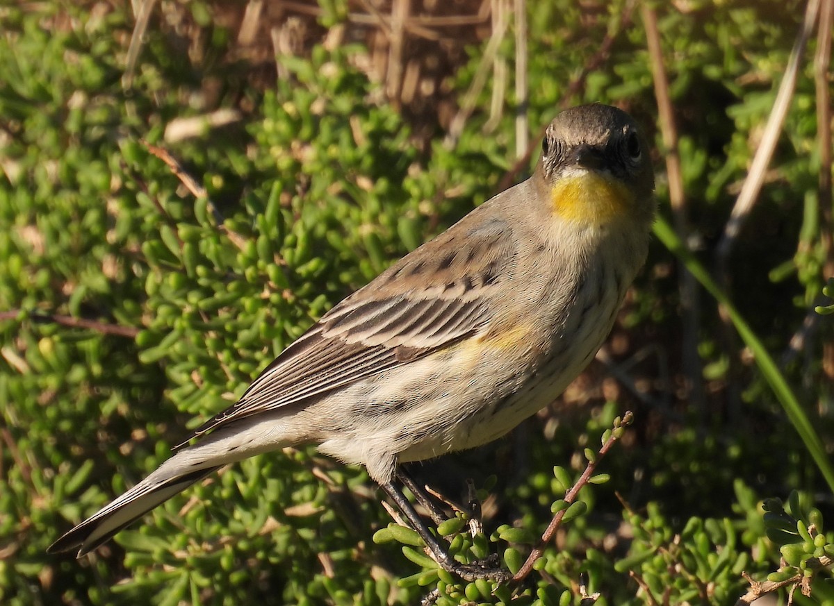 Yellow-rumped Warbler - ML646678765
