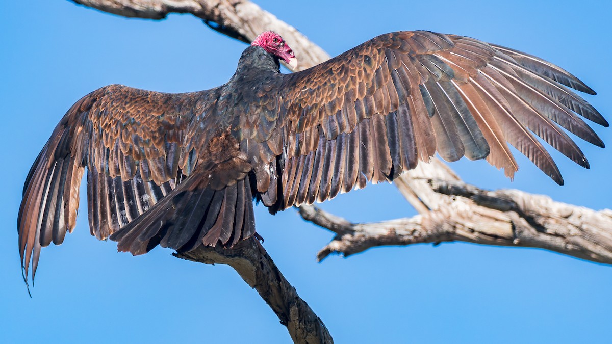 Turkey Vulture - ML646678766
