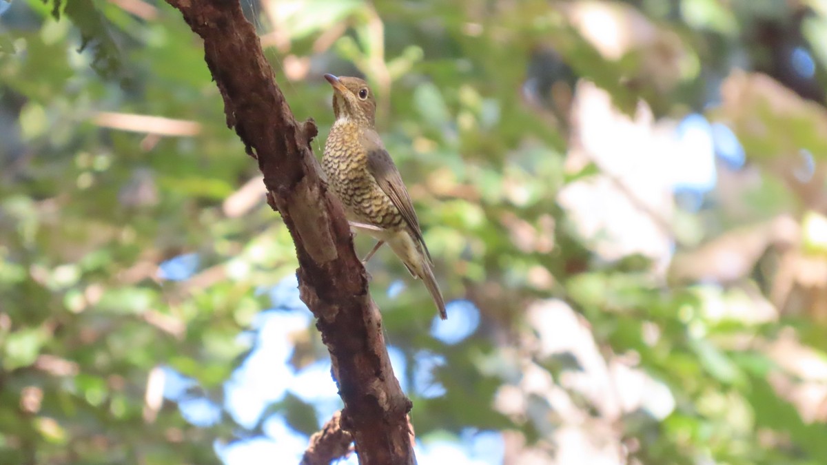 Blaukopfrötel - ML646678769