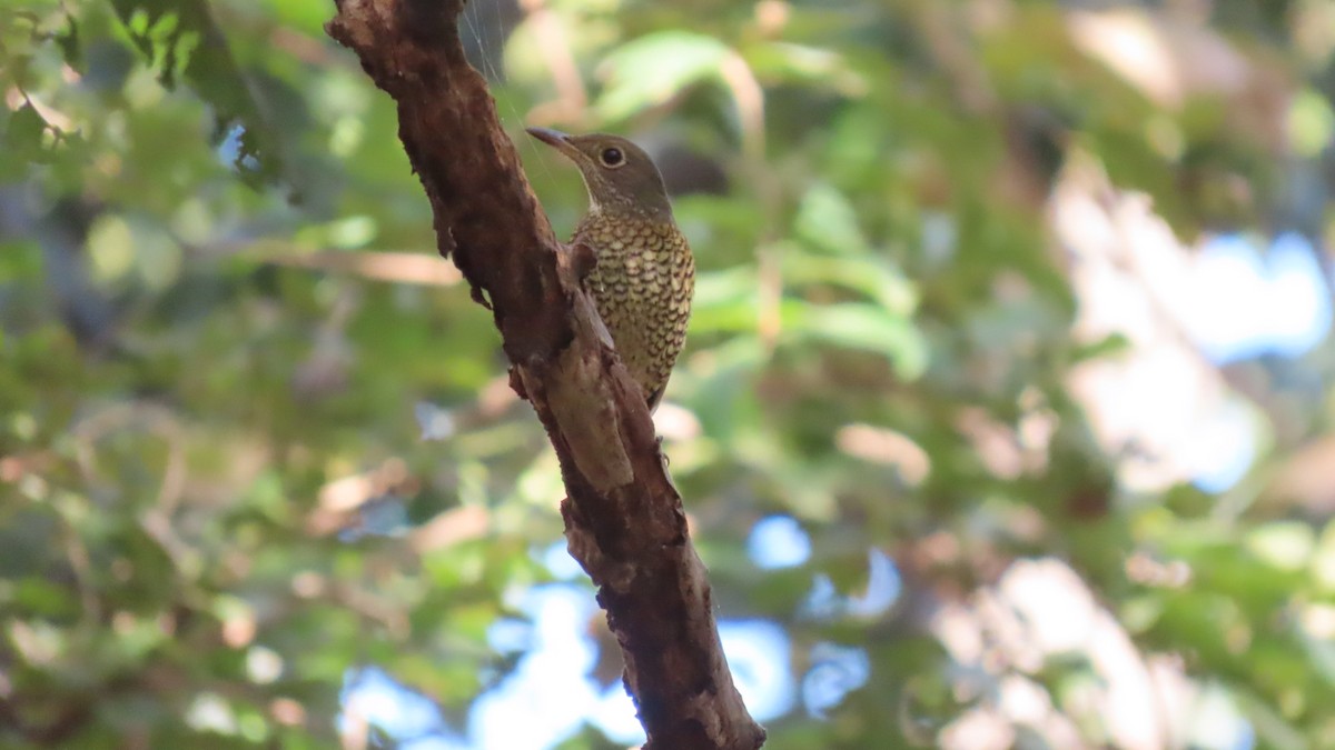 Blaukopfrötel - ML646678770