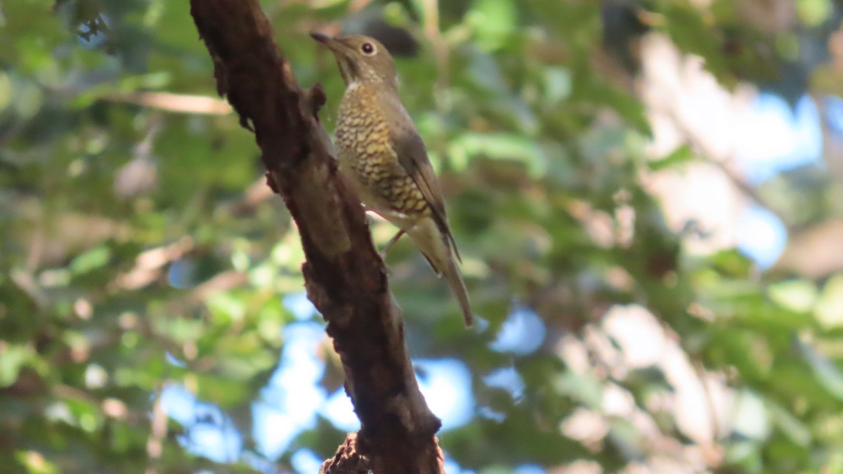 Blaukopfrötel - ML646678771