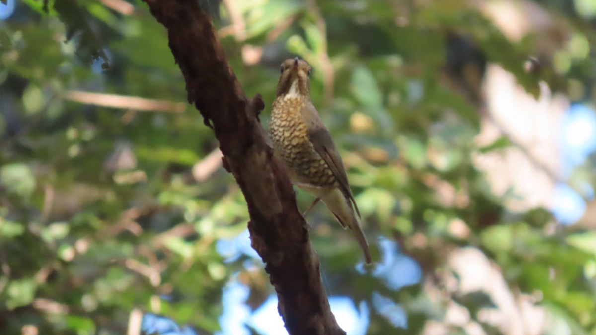 Blaukopfrötel - ML646678772