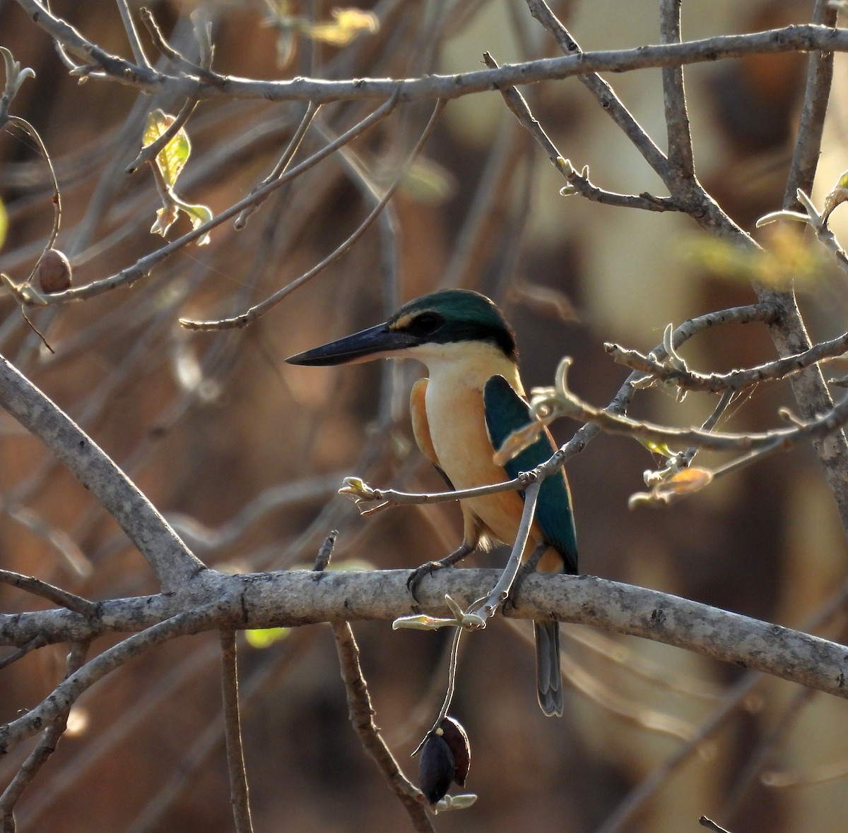 Sacred Kingfisher (Australasian) - ML646678774