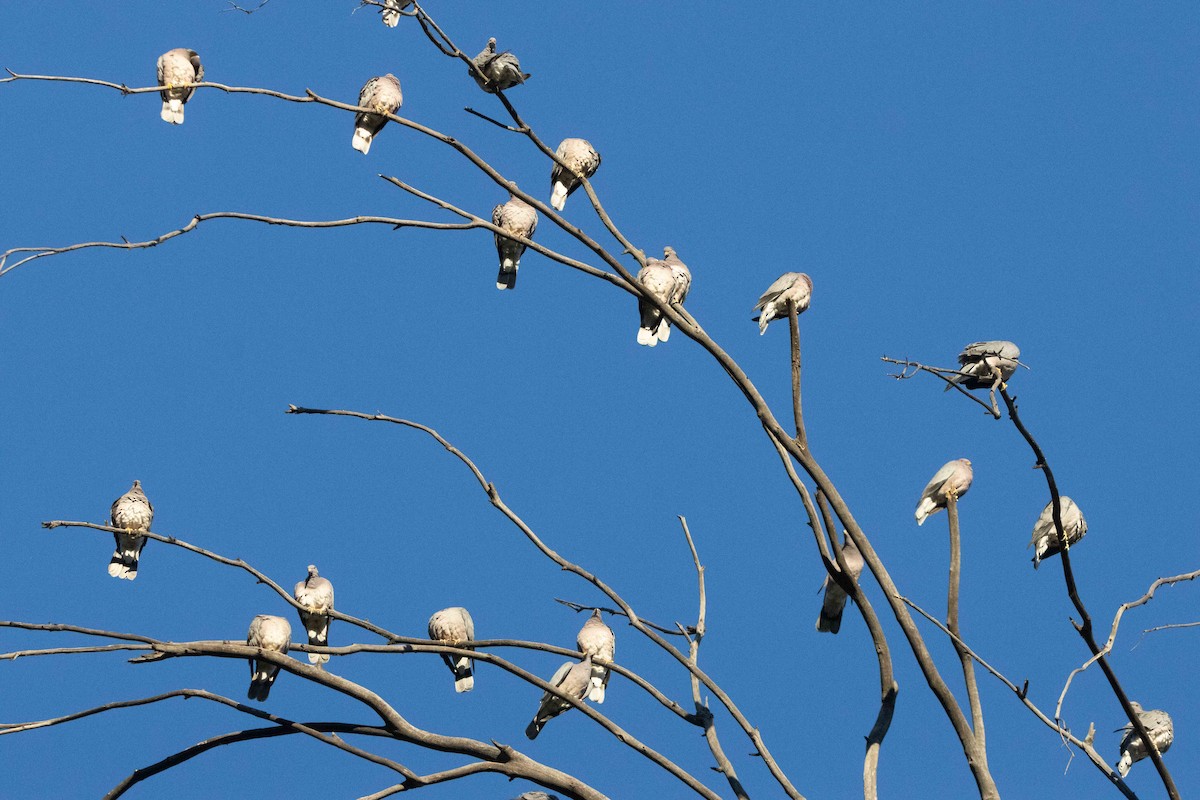 bånddue - ML646678776