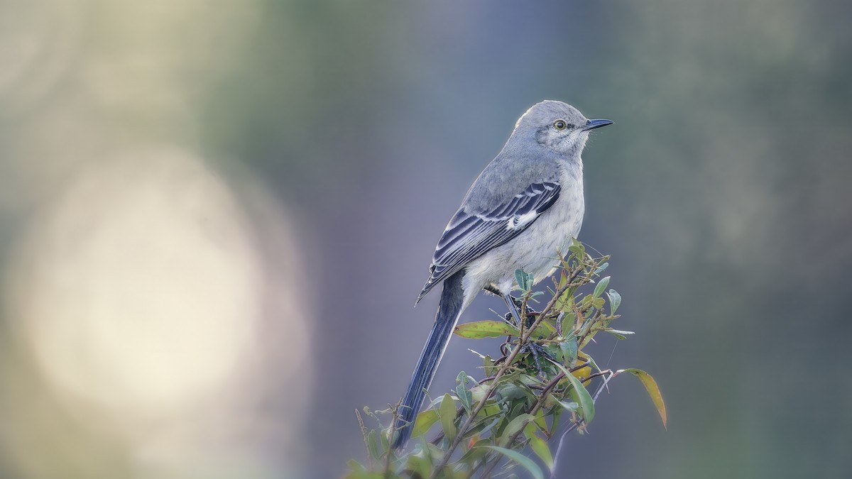 Northern Mockingbird - ML646678780