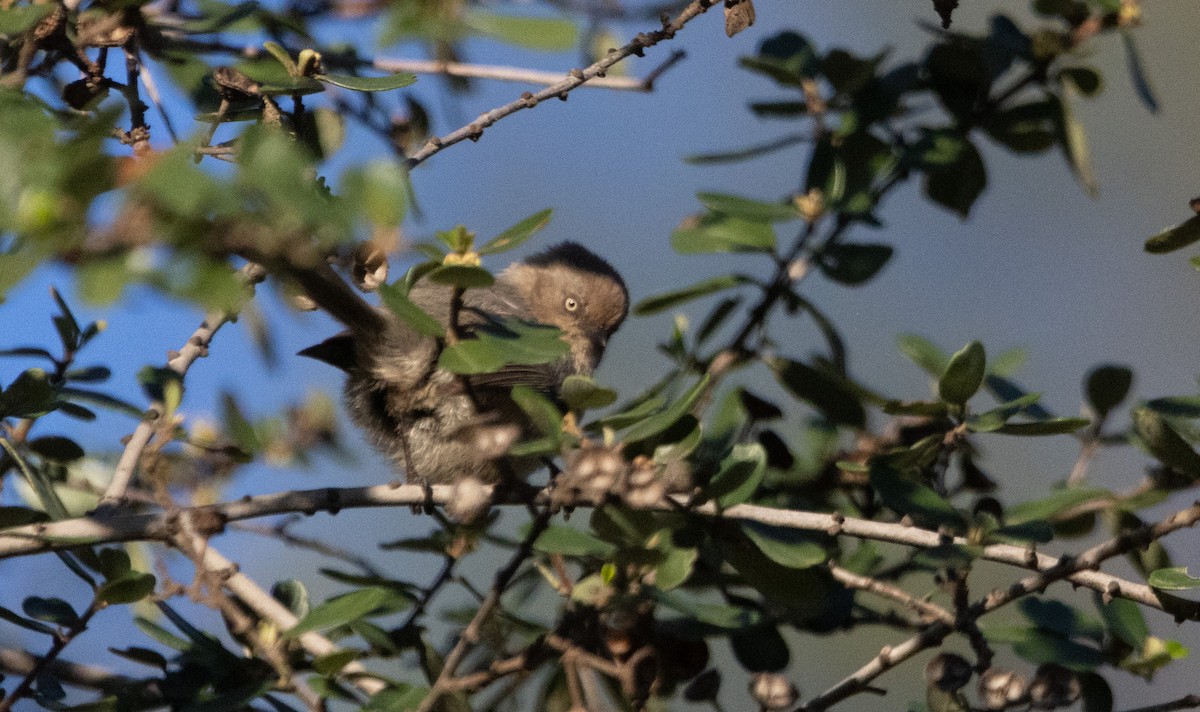 krattmeis - ML646678781