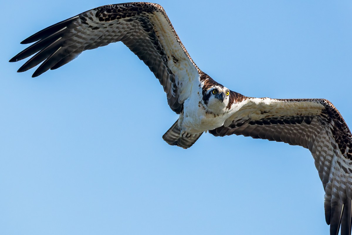 Osprey - ML646678782
