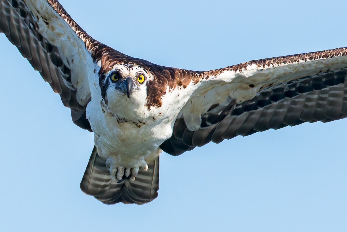 Osprey - ML646678783